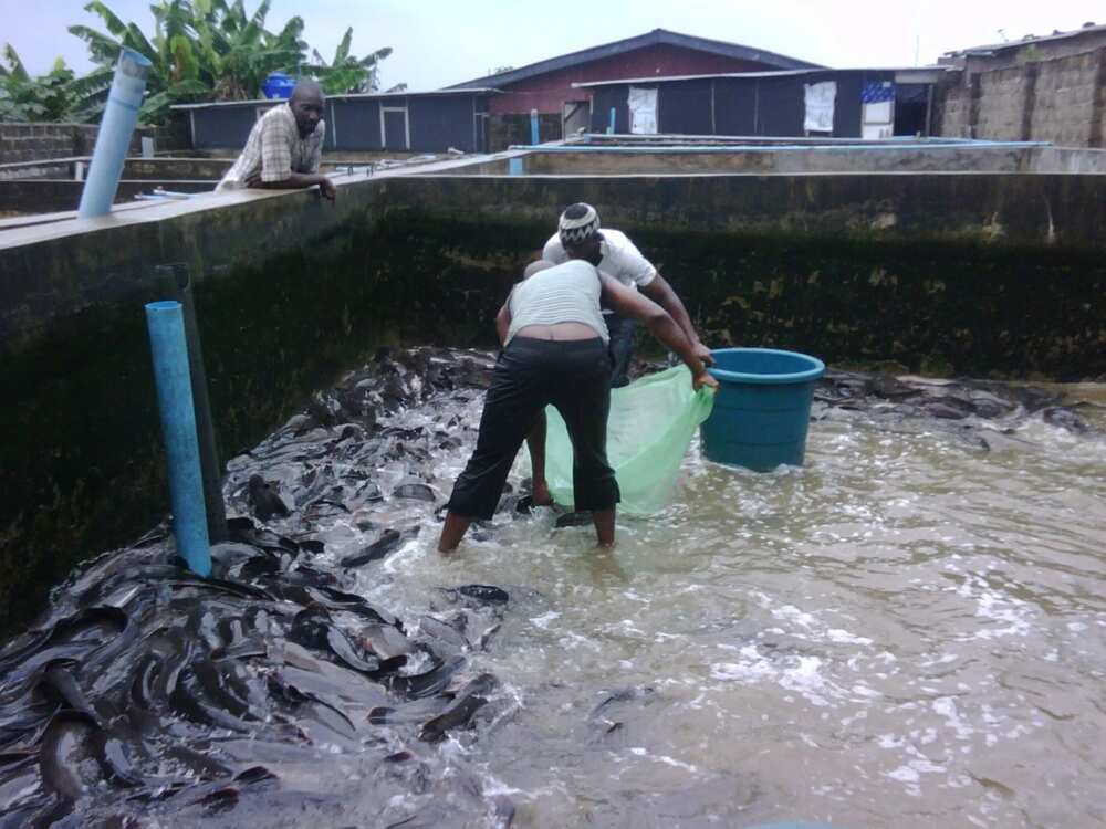 Fish Farm