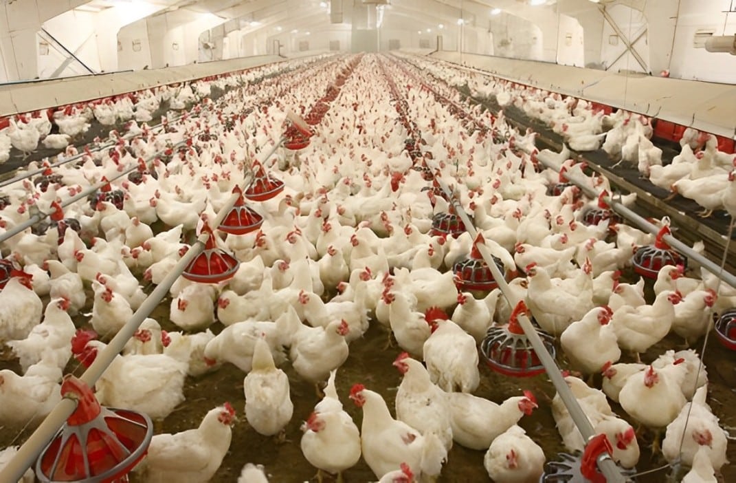 Poultry Farm